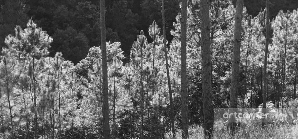 Đà Lạt xưa - Pine Forests - Rừng Thông - Đà Lạt - 1973