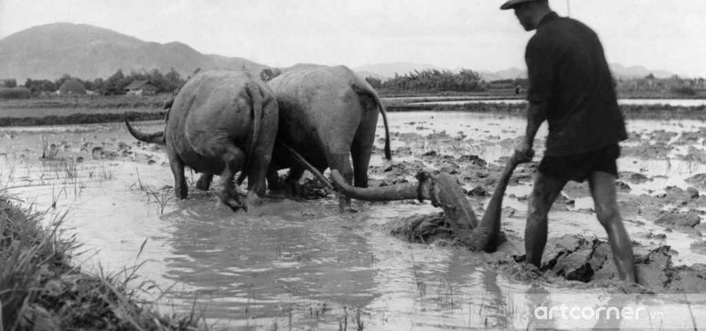 Nha Trang xưa - Cày ruộng - Ploughing - Nha Trang - 1963