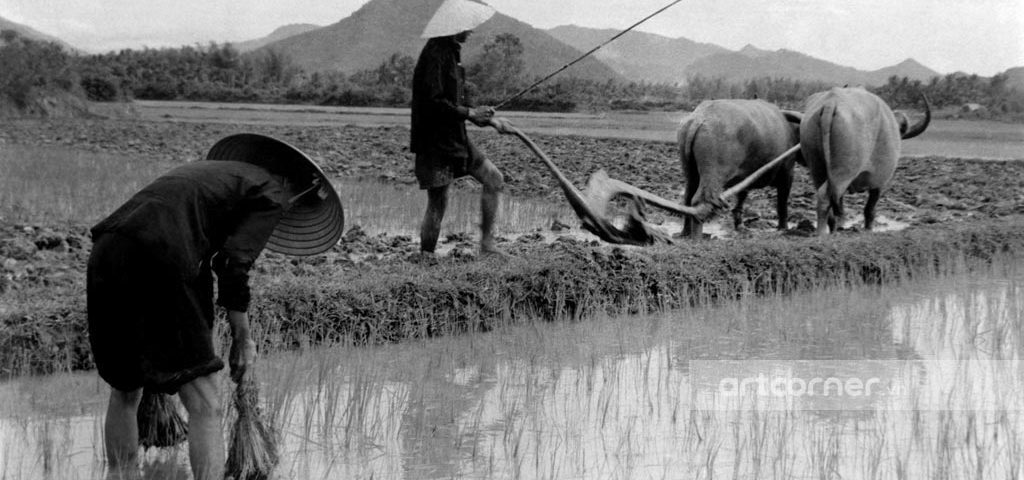 Nha Trang xưa - Cày ruộng - Land ploughing - Nha Trang - 1963