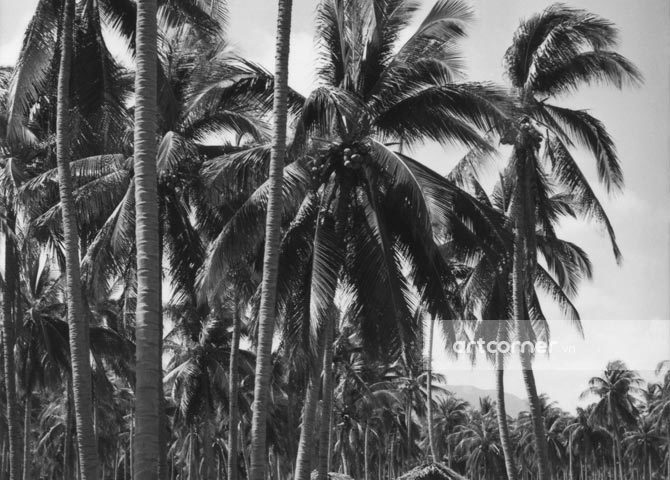 Nha Trang xưa - Dưới rặng dừa xanh - In the shade of coconut trees - Nha Trang - 1962