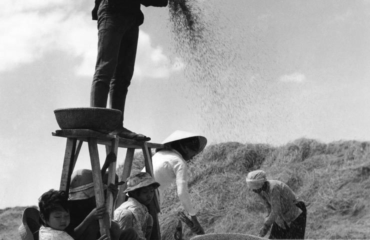 Nha Trang xưa - Giê lúa - Threshing - Nha Trang - 1960