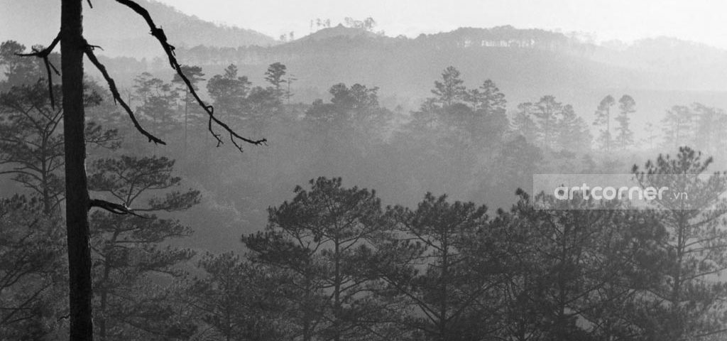 Đà Lạt xưa - Pine Forests - Rừng Thông - Đà Lạt - 1962