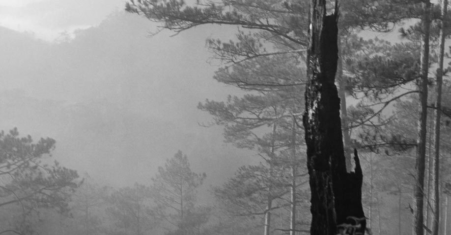 Đà Lạt xưa - Pine Forests - Rừng Thông - Đà Lạt - 1962