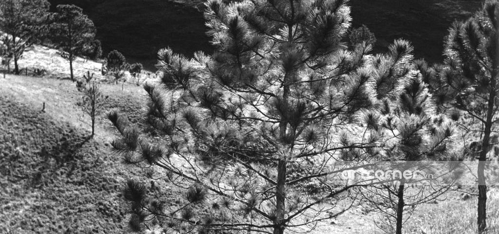 Đà Lạt xưa - Pine Forests - Rừng Thông - Đà Lạt - 1973