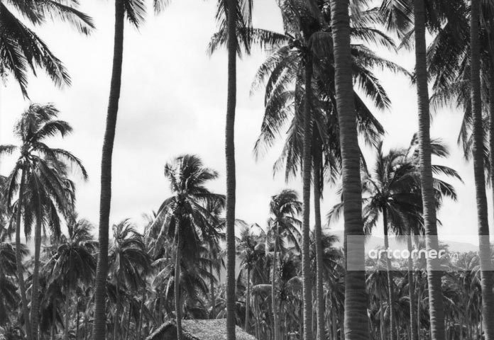 Nha Trang xưa - Rừng dừa Hiệp Mỹ - Cam Ranh - 1962