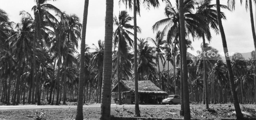 Nha Trang xưa - Rừng dừa Hiệp Mỹ - Cam Ranh - 1962