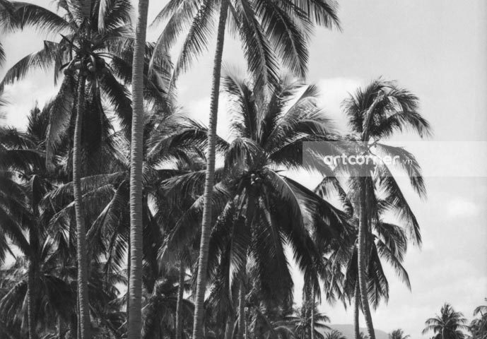 Nha Trang xưa - Rừng dừa Hiệp Mỹ - Cam Ranh - 1962